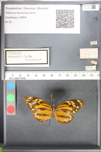Media type: image;   Entomology 104985